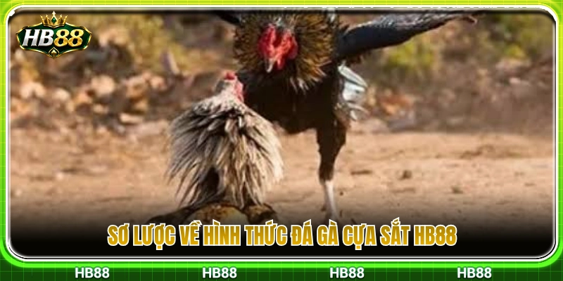 Khái quát thể thức đá gà cựa sắt HB88 