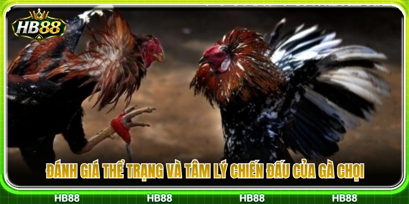 Nhận định thể lực kèm tinh thần thi đấu của gà đá 