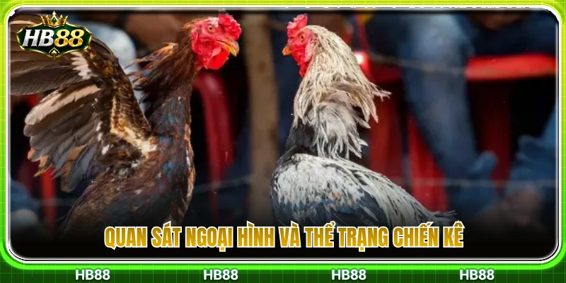Cách xem tướng mạo cùng vóc dáng gà chọi 