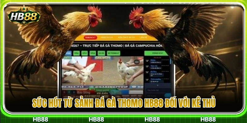 Lý do sảnh đá gà Thomo HB88 thu hút đông đảo cược thủ 