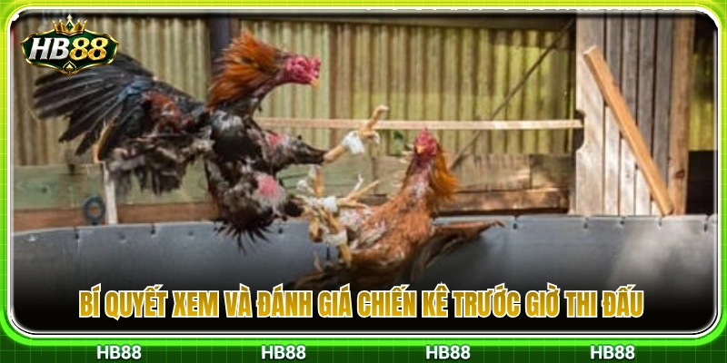 Kinh nghiệm nhận diện tướng gà chọi hay trước trận đấu 