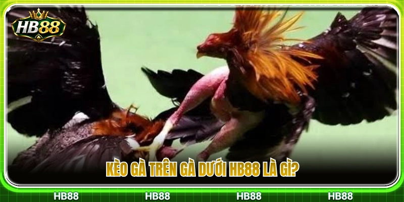 Tìm hiểu về kèo gà trên gà dưới HB88 