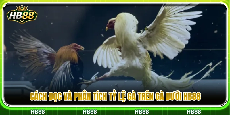 Bí quyết xem và phân tích tỷ lệ gà trên gà dưới HB88