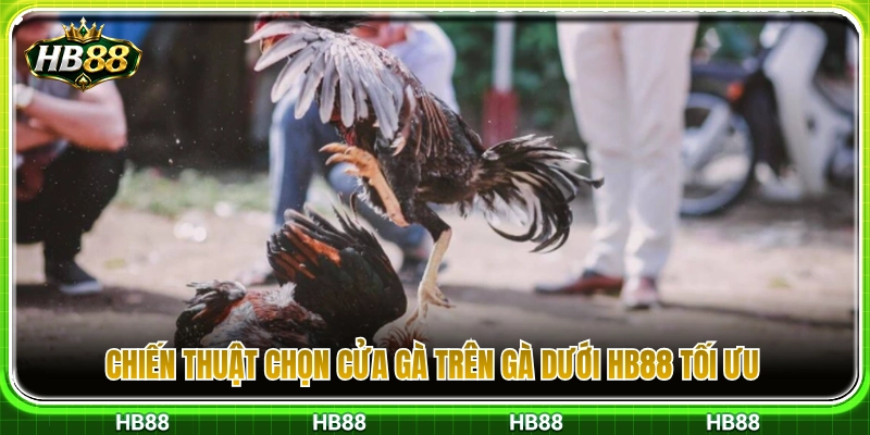 Kinh nghiệm đặt cược cửa gà trên gà dưới HB88 hiệu quả nhất 