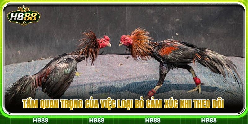Lợi ích khi gạt bỏ yếu tố cảm tính lúc theo dõi trận 