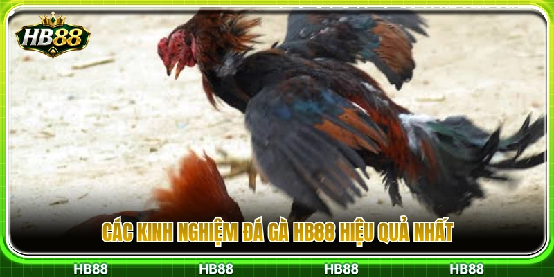 Tổng hợp kinh nghiệm xem đá gà HB88 chuẩn xác nhất 